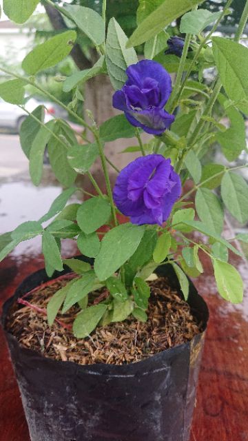 ต้นอัญชัน ดอกสีม่วง อัญชัน ดอกซ้อนใหญ่ พร้อมปลูก เมล็ดสามารถเก็บไปปลูกต่อได้คุ้มค่า - รูปที่ 6