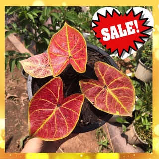 บอนสี นิวเวฟ 🔥☘️🔥กัดสีแดงกระดูกเส้นเหลือง☘️🔥(Caladium new wave) กระถาง 4 นิ้ว☘️🔥สินค้าตรง