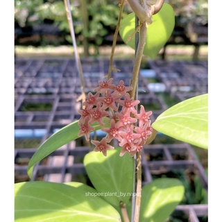 hoya sp. philippines (pw 1307-03)