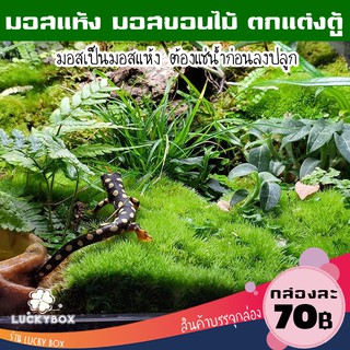 มอสแห้ง มอสขอนไม้ ตกแต่งตู้สัตว์เลี้ยง Vivarium Exotic pet กล่องละ 70 บาท