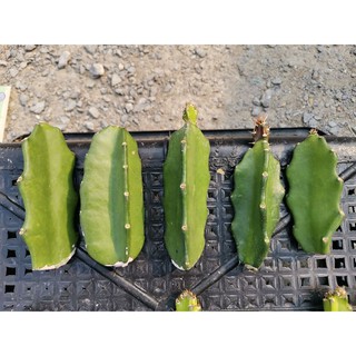 ตอสามเหลี่ยม 4 นิ้ว​ ตัดสด 1 ตอ Cactus แคคตัส กระบองเพชร ไม้อวบน้ำ ไม้กราฟ ราคาถูก​ ตอกราฟ ตอพันธุ์​ ตลาดตอ ตอ 3 เหลี่ยม