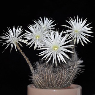 เมล็ดพันธุ์ ดินสอดำ Setiechinopsis mirabilis 50 เมล็ด cactus แคคตัส กระบองเพชร