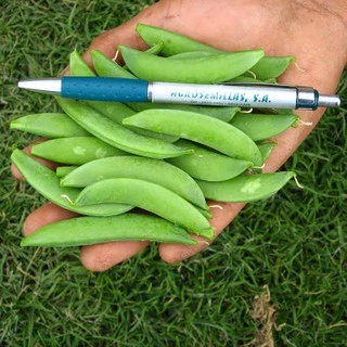 เมล็ดพันธุ์ ถั่วหวาน, ถั่วลันเตาหวาน Sugar Daddy Snap Pea Seed บรรจุ 25 เมล็ด คุณภาพดี ของแท้ 100%