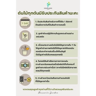 ต้นโกสนพันธุ์ แผ่นดินทอง (ทรงพุ่ม) ไซส์ใหญ่ สูง 30-40 เซนติเมตร ซื้อ 10 แถม 1 (จัดส่งแบบถอดกระถาง+รับประกันสินค้า)