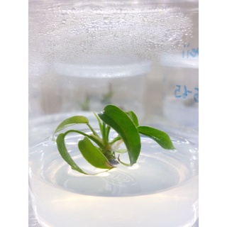 ฟิโลเดนดรอนโจปิอาย Philodendron joepii #ไม้เพาะเลี้ยงเนื้อเยื่อ #ฟิโลเดนดรอนโจปิอาย