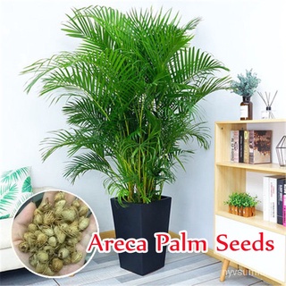 ขายดี สวนครัว/เมล็ดพันธุ์ 10 เมล็ด Areca Palm Seeds ไม้ประดับ ต้นไม้บอนไซ ต้นไม้มงคล เมล็ดพันธุ/อินทรีย์ คละ สวนครัว ดอก