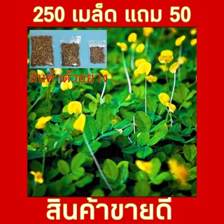 ถั่วบราซิลเมล็ดพันธ์**250เมล็ดแถม 50 เมล็ด** ทนแล้ง ปลูกแทนหญ้า คลุมดิน ป้องกันวัชพืช ดินสไลด์ แต่งสวนสวย