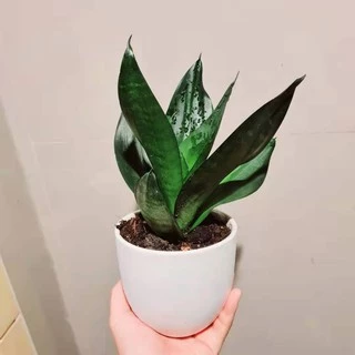 กระถางเซรามิก สีขาว 🌿🌵 กระถางต้นไม้เล็ก (set 2 ชิ้น กระถาง+จานรอง)