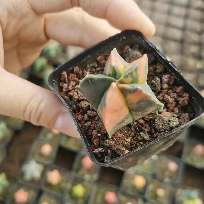 Cactus มายริโอ้ด่าง ไม้เมล็ด กระบองเพชร แคคตัส