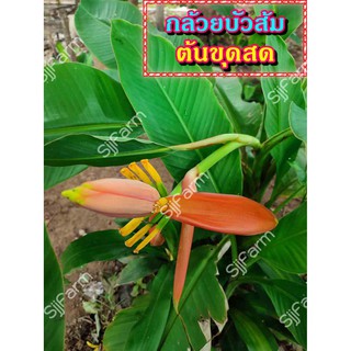 กล้วยบัวส้ม (Flowering banana) เป็นต้นขุดสด จัดส่งขนาดคละไซส์ ขุดตามออเดอร์ จัดส่ง 1-3 วันได้รับสินค้า