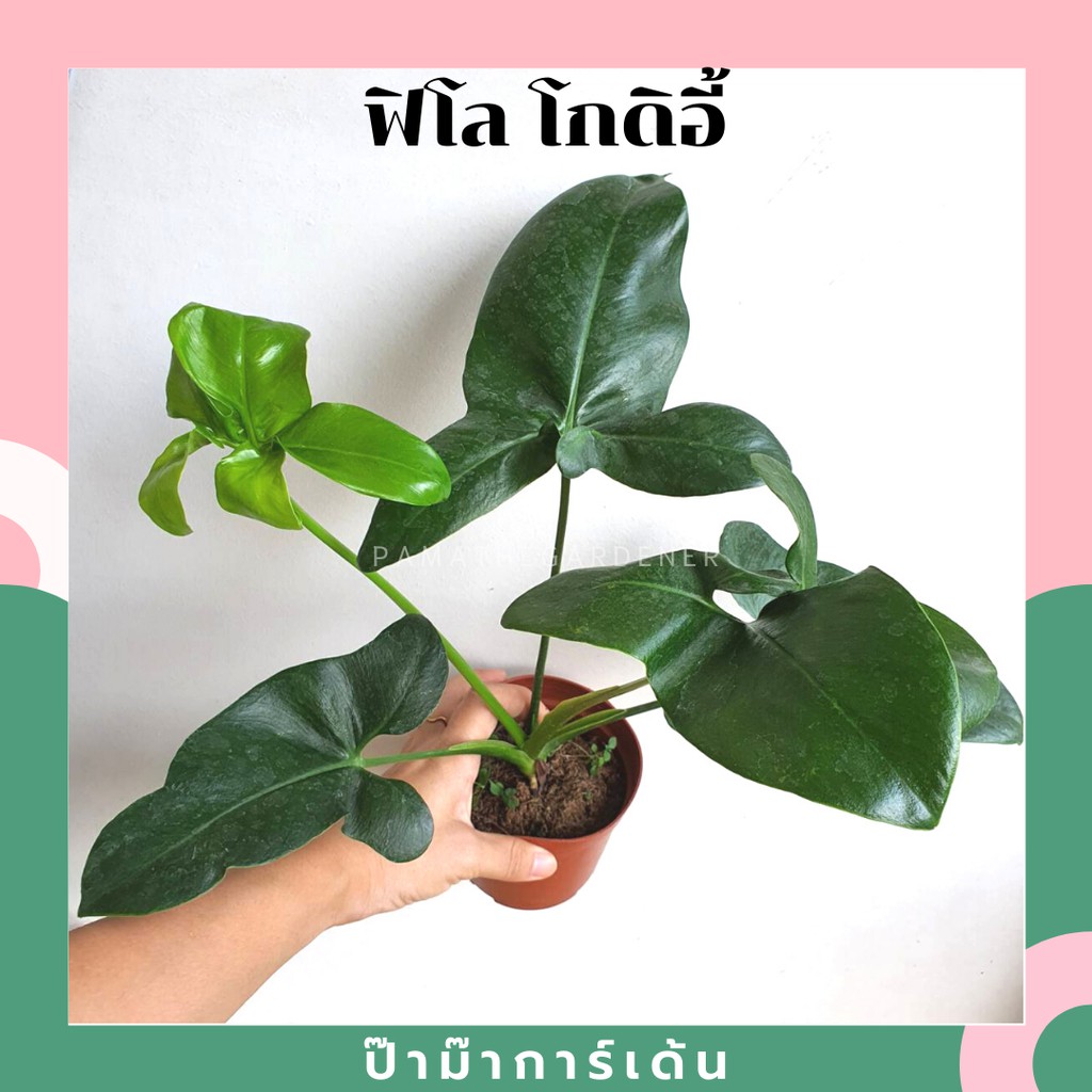 ฟิโลเดนดรอน โกลดิอี้  Philodendron goeldii