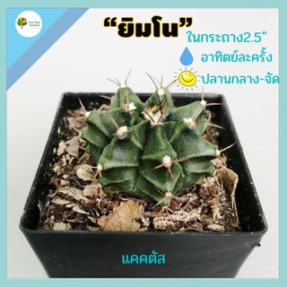 ยิมโน แคนตัส gymnocalycium cuctus ยิมโนเขียว ไม้อยู่ในกระถาง 2.5นิ้ว ต้นกระบองเพชร