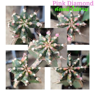 แคคตัสPink Diamondคัดสวยมีเพียง5ต้น⭐สินคัาแนะนำ⭐ ต้นกราฟหน้าไม้ใหญ่3cm.ขึ้นไป