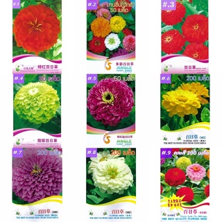 เมล็ด ดอกบานชื่น คละสี 50เมล็ด/200เมล็ด  บานชื่น ซ้อน Zinnia Flower  เมล็ดพันธุ์นำเข้า