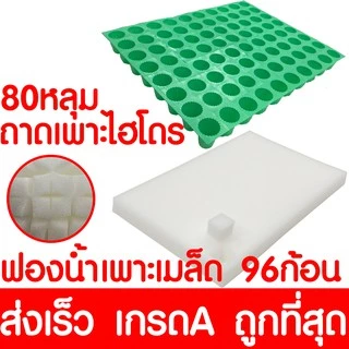ฟองน้ำเพาะกล้า ฟองน้ำเพาะเมล็ด ถาดเพาะไฮโดร ฟองน้ำปลูกผัก ปลูกผักไฮโดรโปนิกส์ ถาดเพาะ ถ้วยปลูกผัก ไฮโดร ไฮโดรโปนิกส์