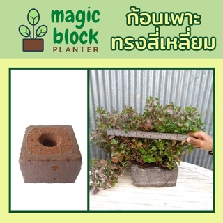 Magicblock ก้อนเพาะปลูกมหัศจรรย์ทรงเหลี่ยม ขนาด 20*20 ซม