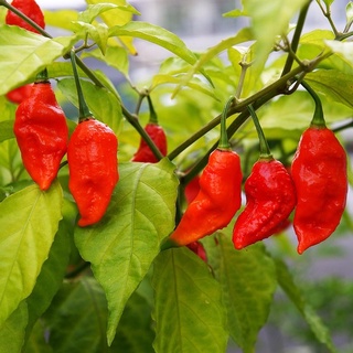 ผลพริกปีศาจ(Carolina Reaper) พริกที่เผ็ดที่สุดในโลก