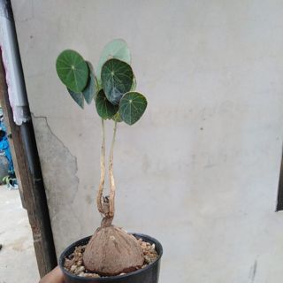 บัวบกโขด​ ไม้ฟอกอากาศ​ ส่งพร้อมใบสวยๆสั่งเยอะแถมตลอด