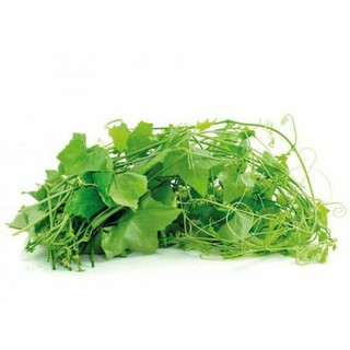 ผักตำลึงยอดสด สะอาด ปลอดสารพิษขนาดกำละ30บาท