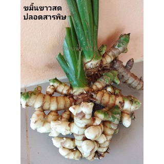 ขมิ้นขาวสดปลอดสาร(แบบอ่อน)