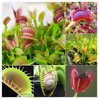 บอนสี 30เมล็ด กาบหอยแครงปากแดง Venus Flytrap Seeds บอนสี เสือพราน ไม้กินแมลง กาบหอยแครงปากแดง เมล็ดกาบหอยแครง ฟันฉลาม