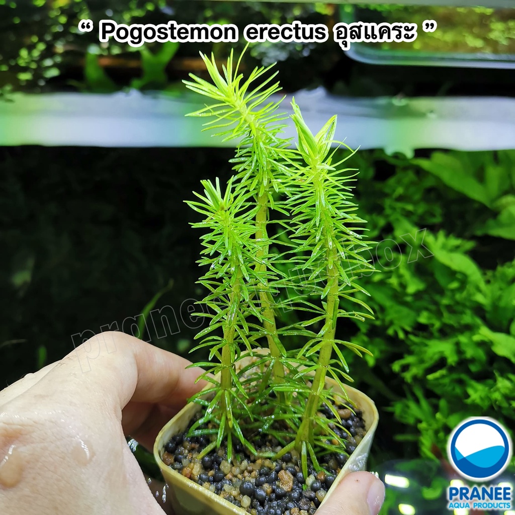 Pogostemon erectus อุสแคระ ต้นไม้น้ำตกแค่งตู้ปลา พร้อมปลูก ** อ่านรายละเอียดก่อนสั่งซื้อ **