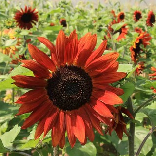 เมล็ดพันธุ์ ดอกทานตะวัน สีแดง helianthus annuus sunflower red sun 20 เมล็ด เมล็ดพันธุ์นำเข้าจาก อังกฤษ