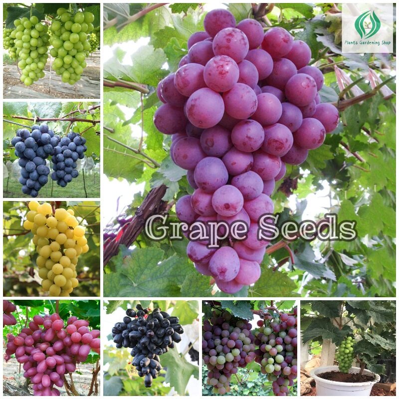 เมล็ดพันธุ์ องุ่น (Grape Fruit Seeds) ต้นผลไม้ บอนไซ ต้นไม้ประดับ ต้นไม้มงคล ต้นไม้ฟอกอากาศ (แต่ละแพ็คมี 100 เมล็ด)