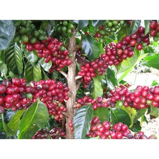 Khunrun Coffee เมล็ดกาแฟ Espresso Blend รอบคั่ว 9/8/69