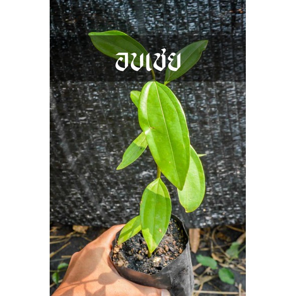 อบเชย สายพันธุ์ไทย กลิ่นแรง สายพันธุ์เหมาะกับประเทศเขตร้อน ปลูกไว้ไม่เสียใจ
