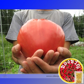 Heirloom Pink OXHEART Tomato Organic Seeds, Professional Pack, 100 Seeds / Pack, Old Fashioned Heritage Variety Vegetabl