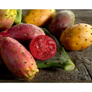 5 เมล็ด พริคลี่แพร์คละสี - Mixed Prickly Pear