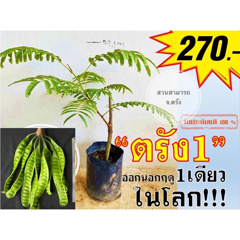 แท้💯‼️ สะตอพันธุ์ตรัง1 ดูรูปต้นแม่พันธุ์ สะตอติดตาพันธุ์ตรัง1