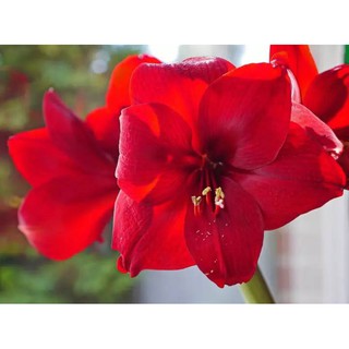 1 หัวว่าน ว่านสี่ทิศฮอลแลนด์ Amaryllis inferno 18-24 ซม สินค้านำเข้า แช่เย็นแล้ว หัวขนาดใหญ่ สินค้าจำนวนจำกัด