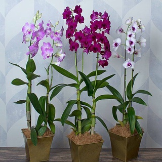 30 เมล็ดพันธุ์ เมล็ดกล้วยไม้ กล้วยไม้สกุลหวาย (Dendrobium) Orchid flower seeds อัตราการงอก 80-85%