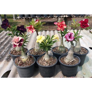 12 เมล็ด เมล็ดพันธุ์ ชวนชม สายพันธุ์ฮอลแลนด์ คละสี Adenium Seeds