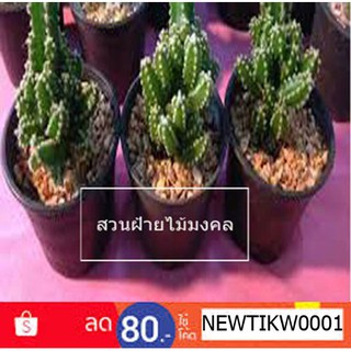 คอนโดนางฟ้า(ซื้อ4แถม1คละได้)