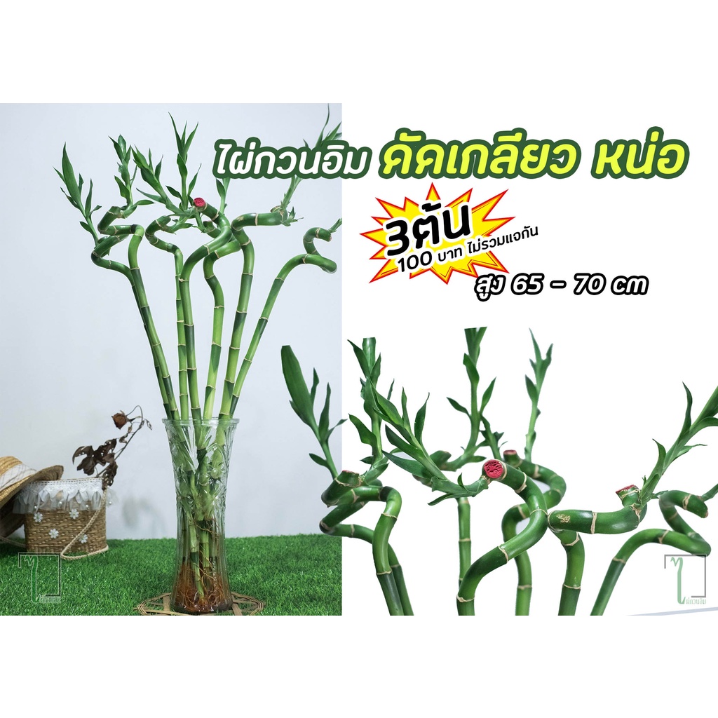 ไผ่กวนอิมดัดเกลียว หน่อ