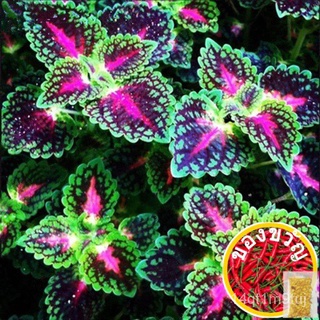 100pcs/Bag Coleus seeds Bonsai Flower Leaf Plants Rainbow Dragon plants Garden裙子/母婴/seeds/通心菜/向日葵/香菜/玫瑰/鲜花/种子/头饰/ TGIC