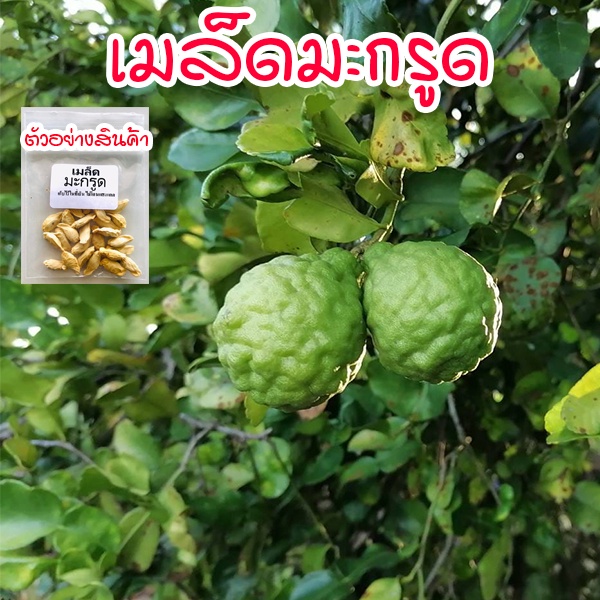 เมล็ดพันธุ์มะกรูดใบ  มะกรูดหอม 10-25 เมล็ด โตไวใบหอม ปลูกง่าย [ซื้อ 10 แถม 1 คละได้]