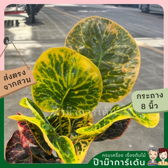 มุมมอง 3