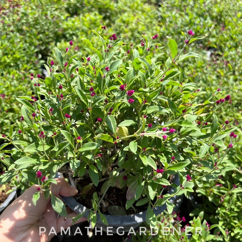 มุมมอง 2