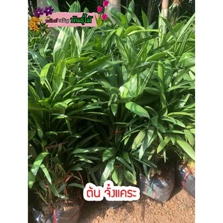 ต้นจั๋งแคระ ไม้ฟอกอากาศ สูง 40-60 cm. 1ถุงมี10-12ต้น พร้อมส่ง สำคัญกรุณาสั่งซื้อในเวลา12:00น.-00:00น.
