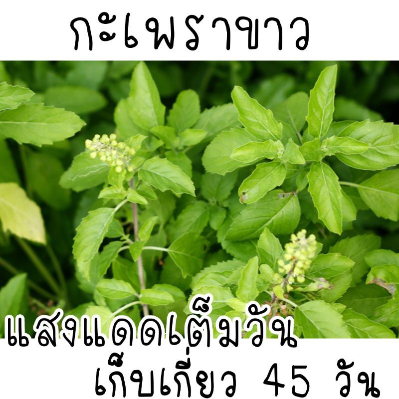 เมล็ด​พันธุ์​ กะเพรา​ 1000​ เมล็ด​