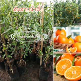 🍊ต้นส้มสายน้ำผึ้ง พันธุ์​แท้ 💯​กิ่งตอน60- 80cm