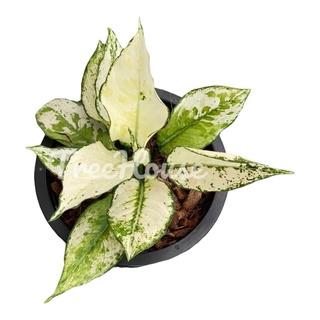 สยามพารากอน (Aglaonema siamparagon) กระถาง 6 นิ้ว