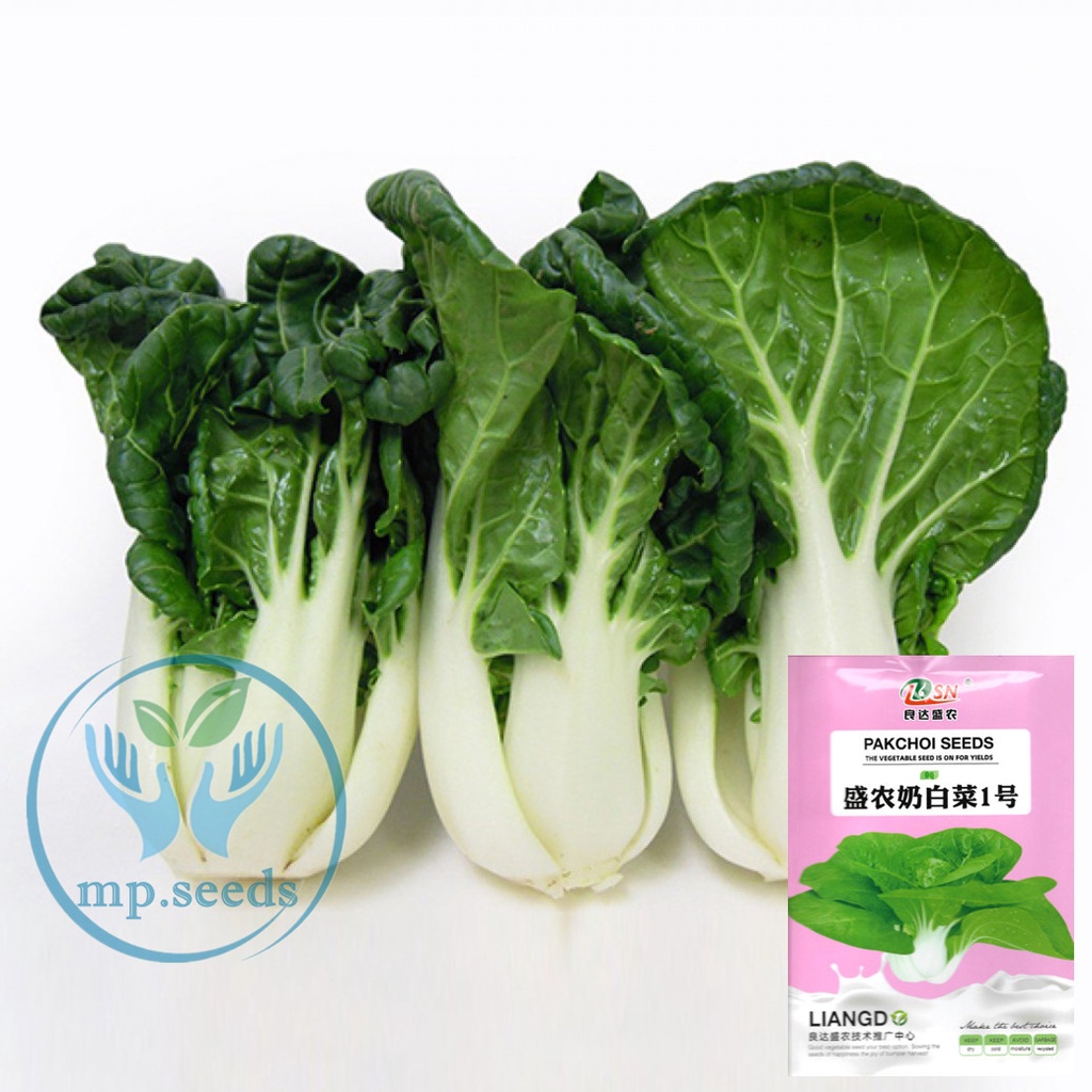 เมล็ดบ๊อกฉ่อย 2,500 - 5,000 เมล็ด  เบบี้บ๊อกฉ่อย  ผักกวางตุ้งฮ่องเต้ก้านขาว Pakchoi / Bokchoi