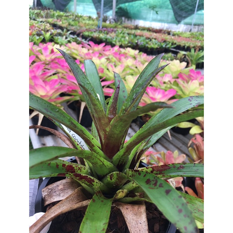 สับปะรดสี Mini Vricsea Cocotalansii #bromeliad# ต้นไม้สวยงาม# ไม้ประดับ# ตกแต่งสวน # พืชทนแล้ง# minimal