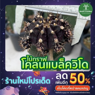 พร้อมส่ง แคคตัส ไม้กราฟ แม่พันธุ์ กระบองเพชร ยิมโน แบล็ควิโดว์ (gymno blackwidow)