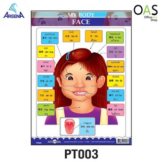 AREENA 3 Language Poster โปสเตอร์ 3 ภาษา 38x51cm PT003 : MY BODY – FACE